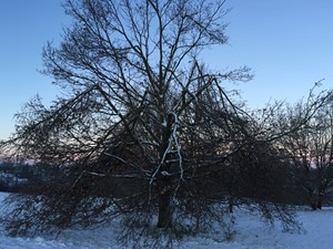 Knækkede grene efter det tunge snefald